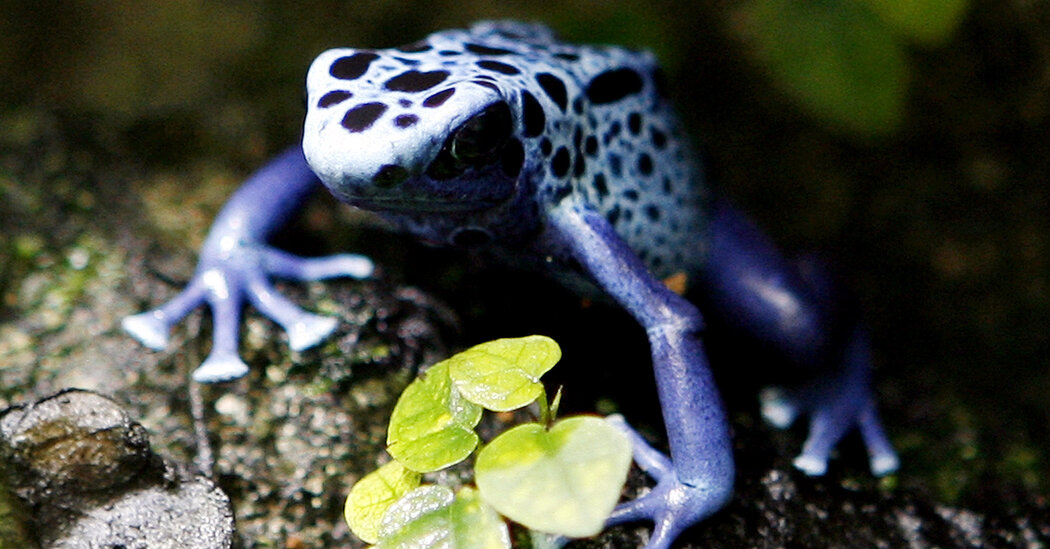 Les grenouilles empoisonnées ont un comportement étrange que les scientifiques cherchent à expliquer