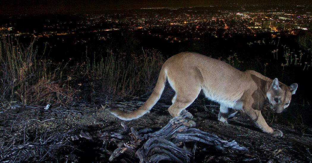 L’attaque d’un lion de montagne fait un homme mort et un frère blessé en Californie